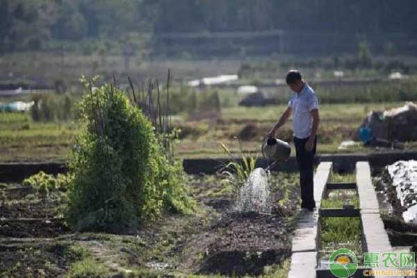 干旱少雨情况下春花生播种的播种方法